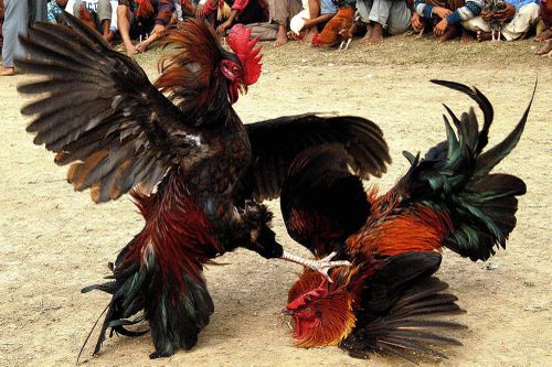 43 người đá gà trong quán cà phê