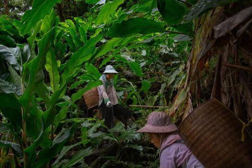 Phóng viên Mỹ trải nghiệm du lịch Sa Pa kiểu lạ dịp đầu năm