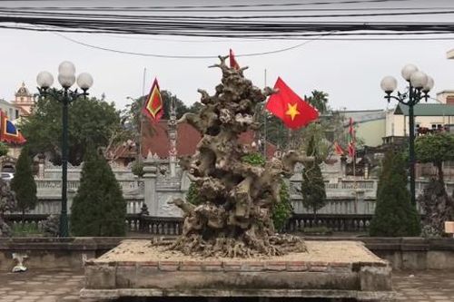 Khúc củi khô 4 tỷ của đại gia đồng nát Hà Nội