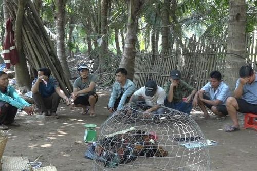 Triệt xóa tụ điểm đá gà ăn thua bằng tiền