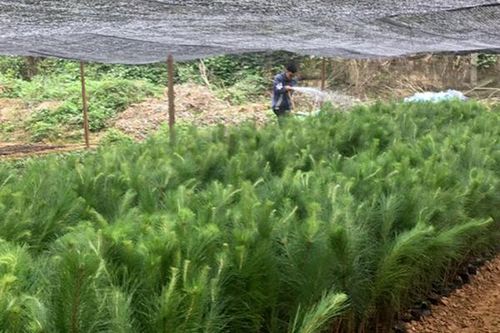 Bắc Hà: Trồng 5 ha rừng phòng hộ bằng giống thông Caribe xen sơn tra