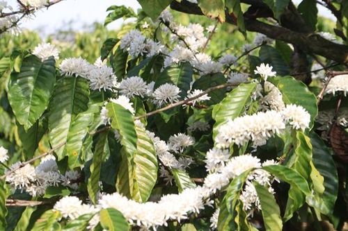 'Tuyết trắng' giữa mùa khô Tây Nguyên