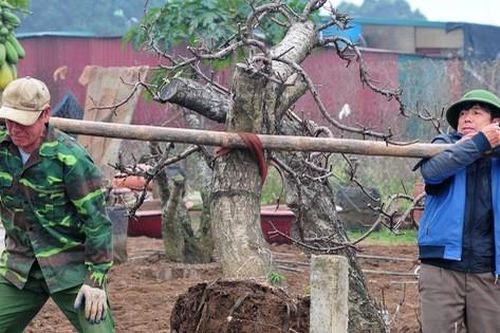 Dân làng Nhật Tân tất bật ươm lại đào cho vụ mới