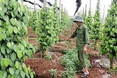 Giá tiêu xuống thấp, nông dân gặp khó
