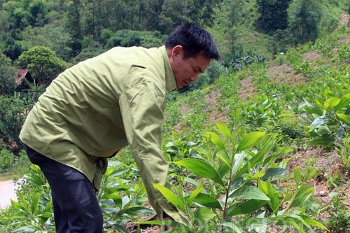 Thoát nghèo từ rừng
