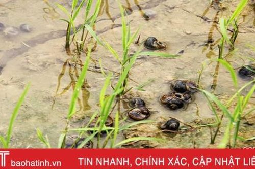 Ốc bươu vàng phá hại lúa xuân ở xã miền núi Hương Khê