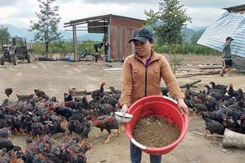 Đắk Lắk: Nuôi gà bằng ấu trùng ruồi lính đen mang lại hiệu quả cao