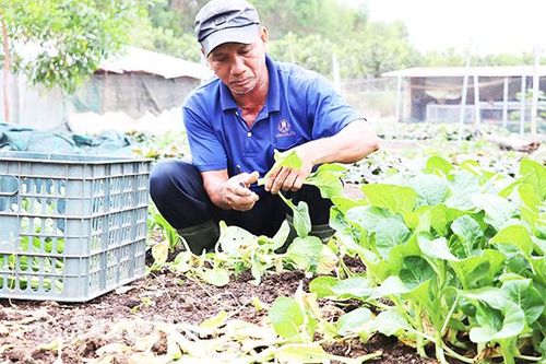 Xây dựng hợp tác xã rau sạch ở Vĩnh Tân