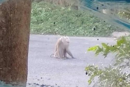 Sáu người bị khỉ cắn ở Sóc Trăng
