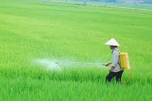 Kỹ thuật chăm sóc lúa xuân 2020