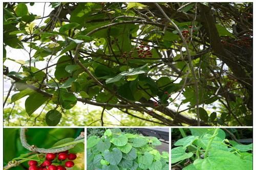 Thuốc nam chữa đau dây thần kinh hông