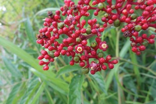 Cây gối hạc điều trị thoái hóa khớp gối
