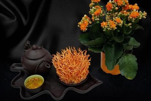 Đông trùng hạ thảo và tác dụng tăng cường hệ miễn dịch hiệu quả