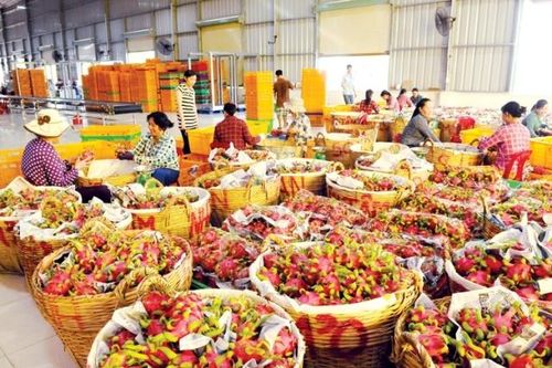 Đổi mới từ nông dân