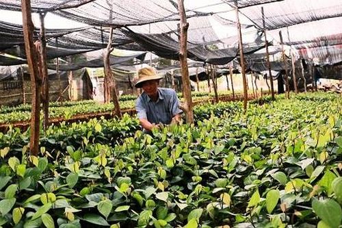Vi phạm về sản xuất, buôn bán giống cây trồng phạt đến 100 triệu đồng