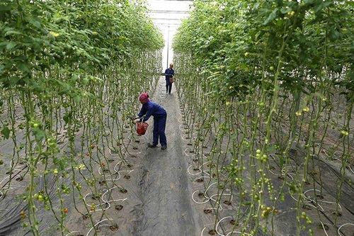 Phát triển nông nghiệp công nghệ cao vùng miền núi phía bắc