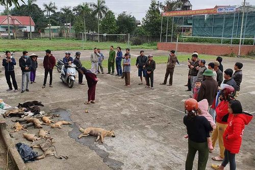 Người dân vây bắt 2 anh em ném bả đầu độc hàng loạt chó mèo