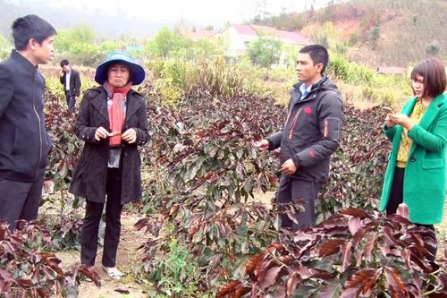 Sương muối 'đốt' 50 tỷ đồng ở vùng cà phê ngon bậc nhất thế giới
