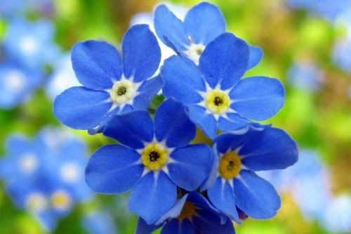 Tử vi ngày 12/2/2020: Tuổi Thìn tin may báo về, tuổi Hợi sự nghiệp tiến triển