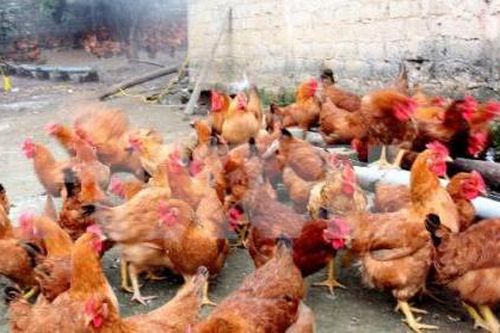 Thanh Hóa khẩn trương dập dịch cúm gia cầm A/H5N6
