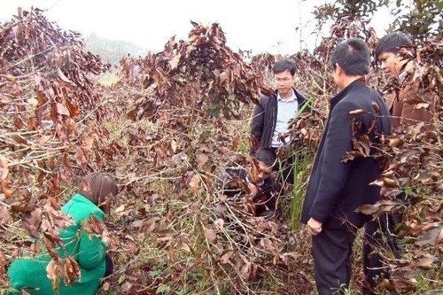 Sương muối gây hư hại cà phê, hoa màu, bà con Lâm Đồng mất trắng 50 tỷ