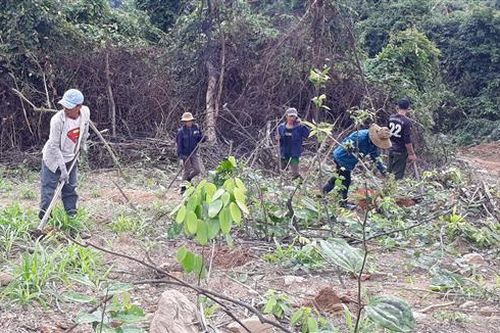 Vĩnh Linh phấn đấu trồng mới 1.700 – 1.800 ha rừng trong năm 2020