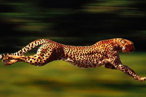 Cầu thủ nào chạy nhanh nhất thế giới?