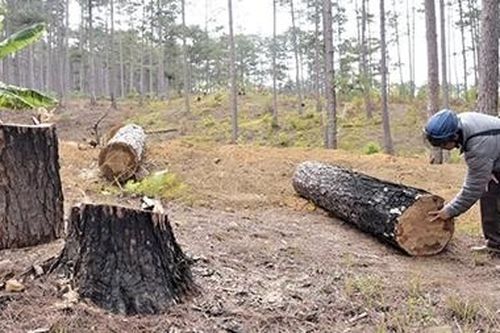 Rừng thông ở Lâm Đồng đang bị tàn phá