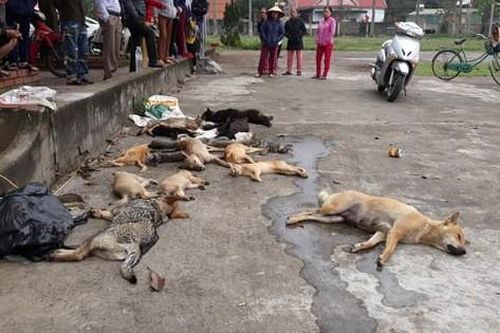 Bắt giữ 2 anh em đi đánh bả, trộm hàng loạt chó mèo