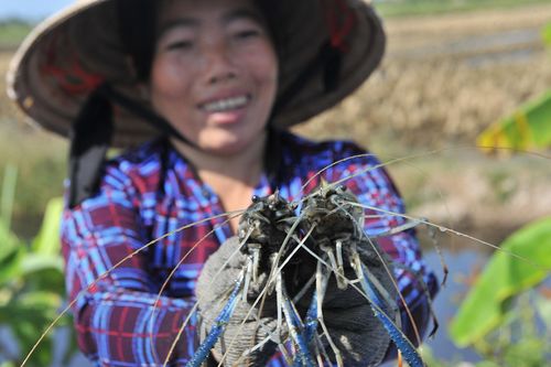 Nuôi tôm càng xanh xen với lúa, nông dân miền Tây thu lời trăm triệu