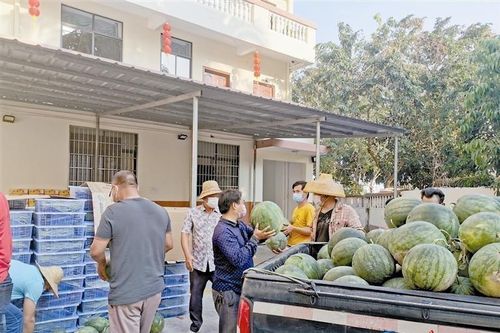Nông dân tặng cả tấn dưa hấu cho y tá, bác sĩ đang chống dịch corona