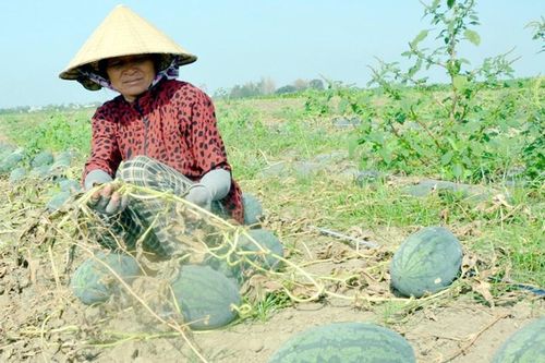 Kinh tế suy giảm vì nCoV (Bài 2: Nỗi buồn nông sản)