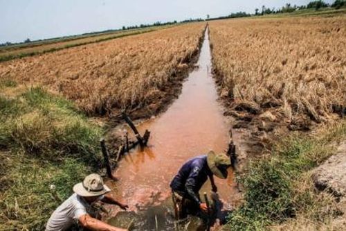Hậu quả do hạn mặn tại ĐBSCL còn ở phía trước