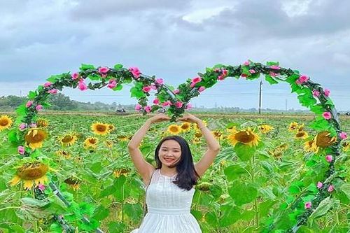 'Phát sốt' giữa vườn hoa hướng dương rực rỡ, lớn nhất cố đô Huế