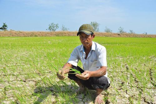 Hạn, mặn bủa vây Đồng bằng sông Cửu Long