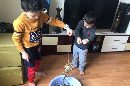 Đến lượt tôm hùm được 'giải cứu' vì dịch Covid-19