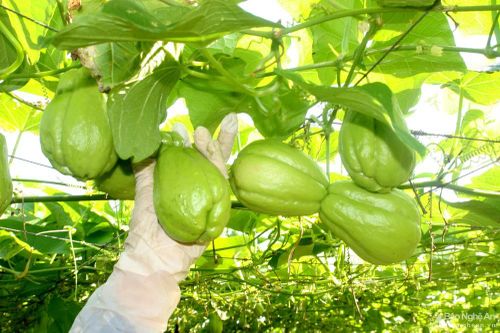 Su su Nghệ An tăng giá gấp 10 lần trước Tết