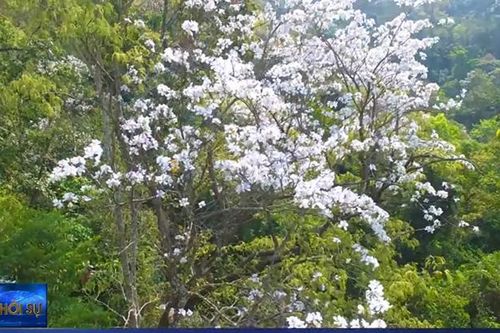 Hoa ban bung nở trên núi rừng Tây Bắc