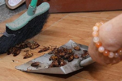 Dùng 1 quả chanh theo cách này, cả bầy kiến, gián cũng phải NỂ SỢ lũ lượt kéo nhau ra khỏi nhà