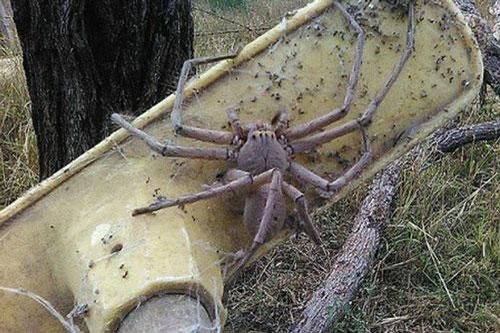 'Kinh hãi' trước loài nhện khổng lồ ở Australia gây 'ám ảnh'