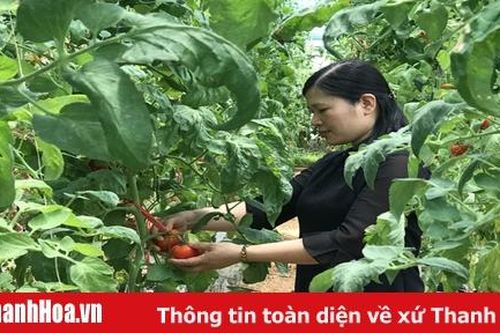 Tiên phong trong triển khai mô hình nông nghiệp công nghệ cao