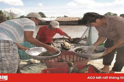 Liên kết sản xuất để nông sản được tiêu thụ tốt hơn