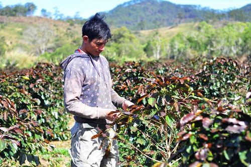 Khẩn trương khắc phục thiệt hại do sương muối trên cây cà phê