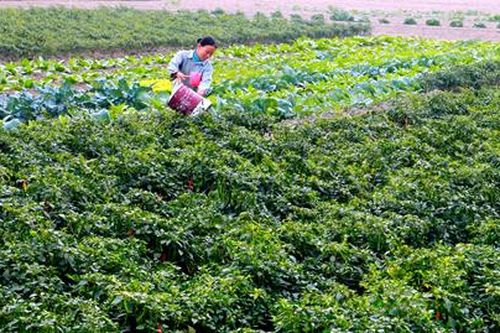 Rau xanh được giá, nông dân phấn khởi