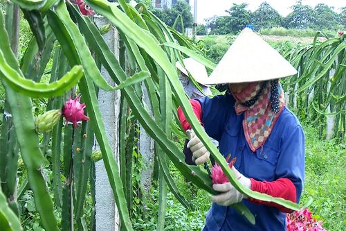 Kỳ III: Khơi thông 'dòng chảy' hàng hóa nông sản