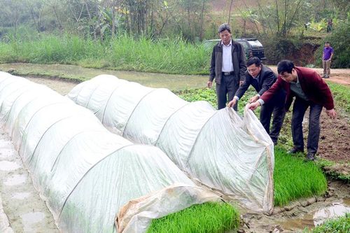 Quản lý, theo dõi diện tích lúa BC15
