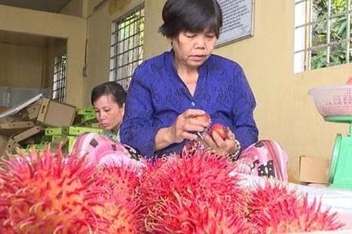 Chôm chôm Vĩnh Long tăng giá trở lại