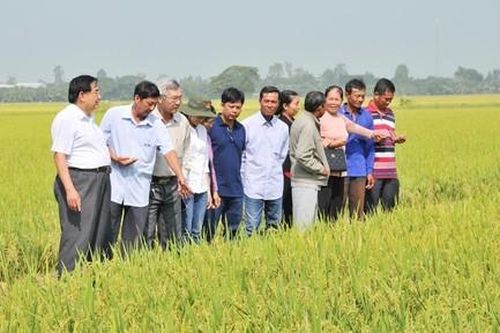 Chuyện lạ ở An Giang: Chăm bón lúa bằng sữa, trứng gà thay phân, thuốc