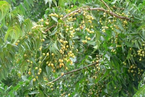 Cây sầu đâu rừng