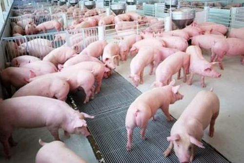 Năm 2020, Việt Nam tiếp tục nhập hàng chục nghìn tấn thịt lợn